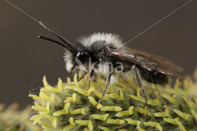 Andrena nycthemera