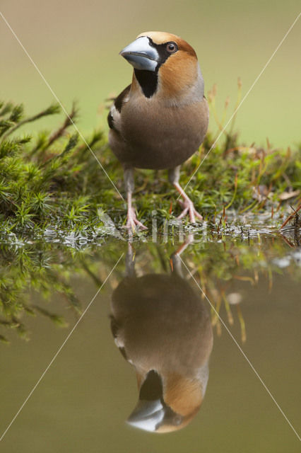 Appelvink (Coccothraustes coccothraustes)