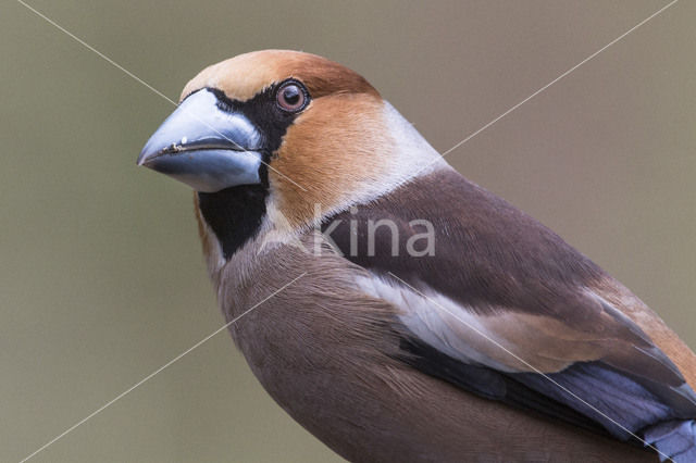 Appelvink (Coccothraustes coccothraustes)