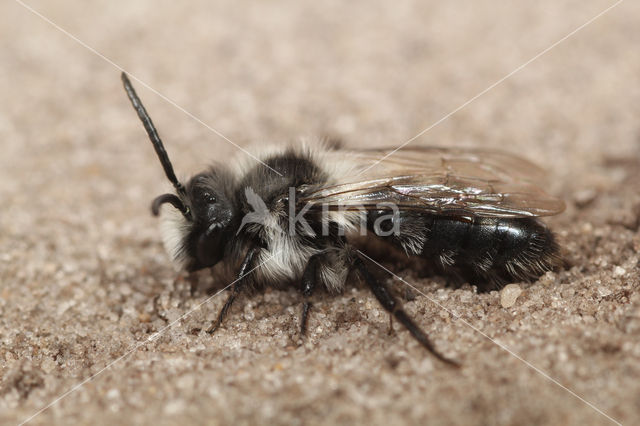 Asbij (Andrena cineraria)