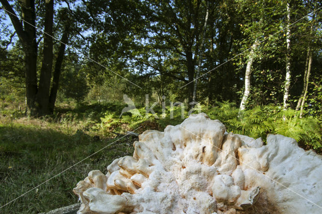 Oligoporus tephroleucus