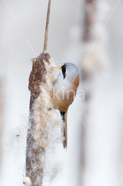 Bearded Reedling (Panurus biarmicus)