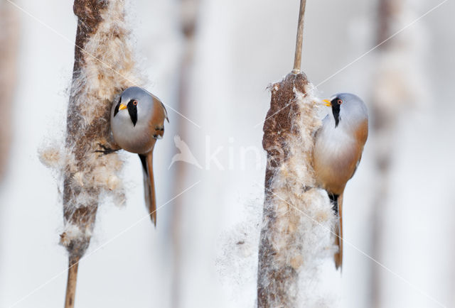 Bearded Reedling (Panurus biarmicus)