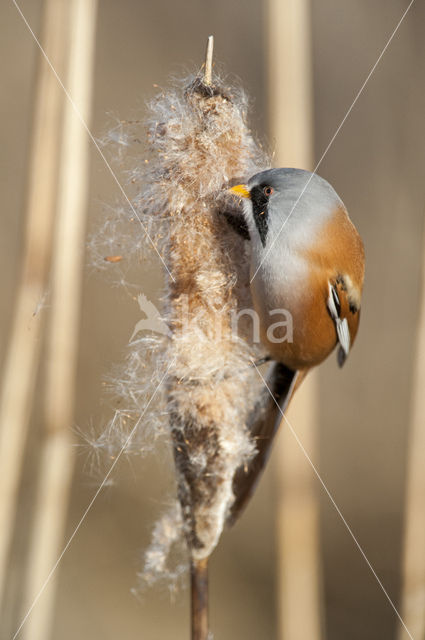 Bearded Reedling (Panurus biarmicus)