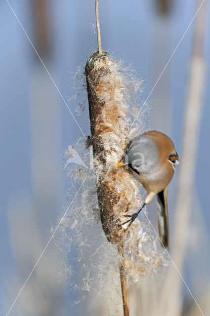 Bearded Reedling (Panurus biarmicus)