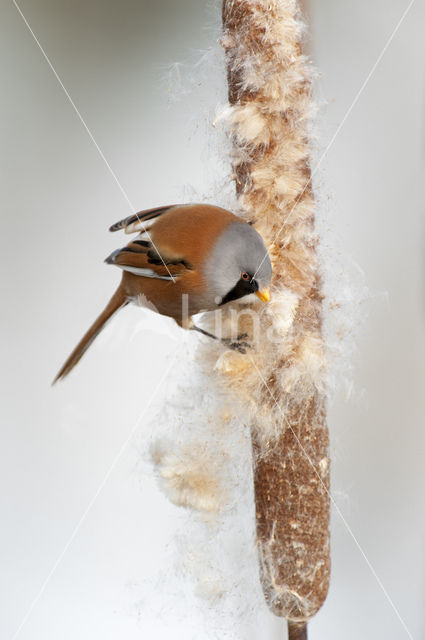 Bearded Reedling (Panurus biarmicus)