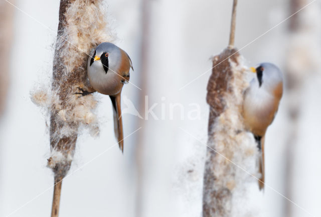 Bearded Reedling (Panurus biarmicus)