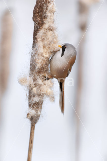 Bearded Reedling (Panurus biarmicus)