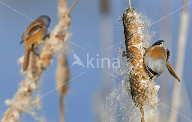 Bearded Reedling (Panurus biarmicus)