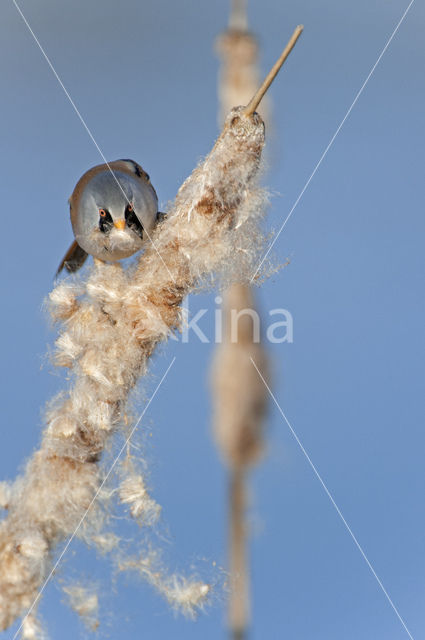 Bearded Reedling (Panurus biarmicus)