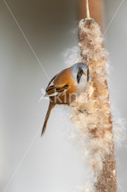 Bearded Reedling (Panurus biarmicus)