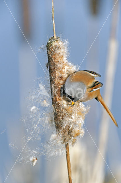 Bearded Reedling (Panurus biarmicus)