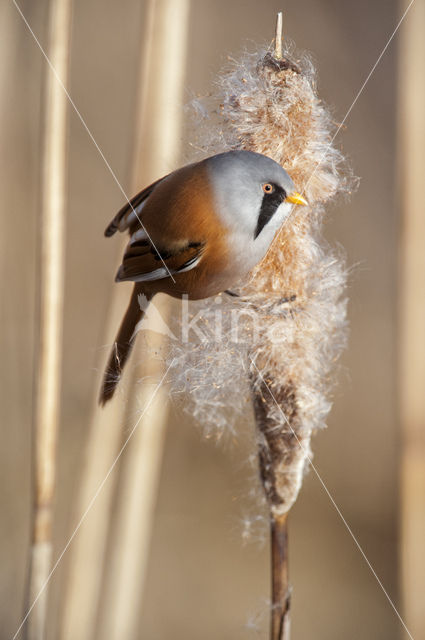 Bearded Reedling (Panurus biarmicus)