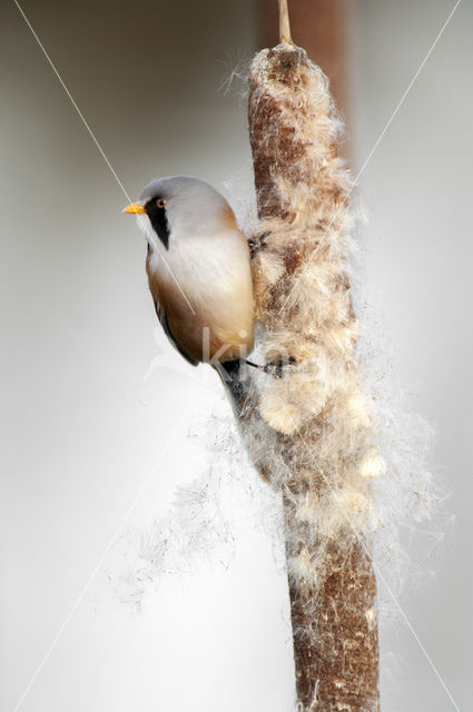 Bearded Reedling (Panurus biarmicus)