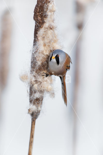 Bearded Reedling (Panurus biarmicus)