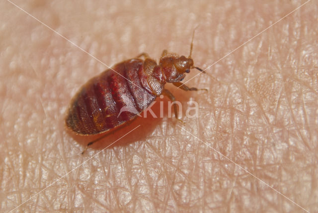 bed bug (Cimex lectularius)