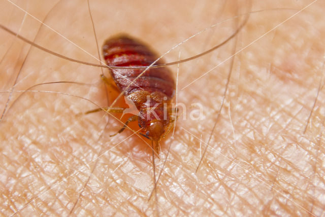 bed bug (Cimex lectularius)