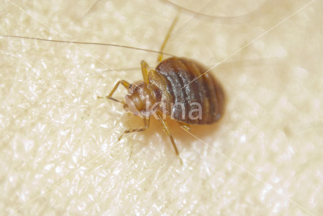 bed bug (Cimex lectularius)