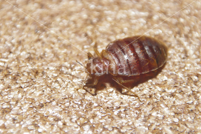 bed bug (Cimex lectularius)