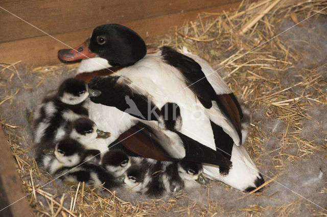 Shelduck (Tadorna tadorna)