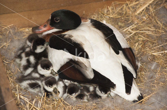 Shelduck (Tadorna tadorna)