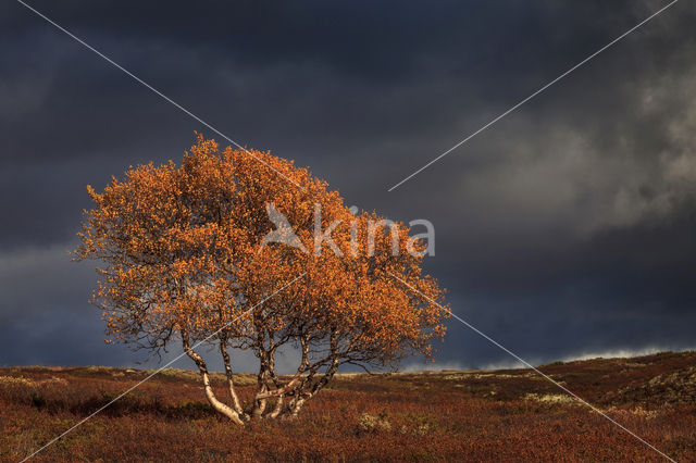 Birch (Betula)