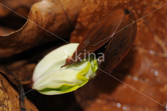 Beech (Fagus spec.)