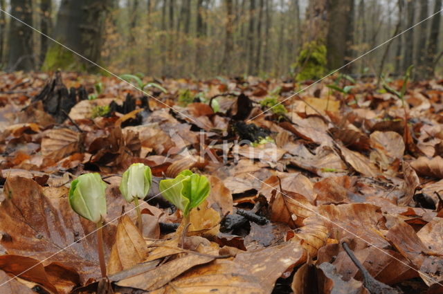 Beech (Fagus spec.)