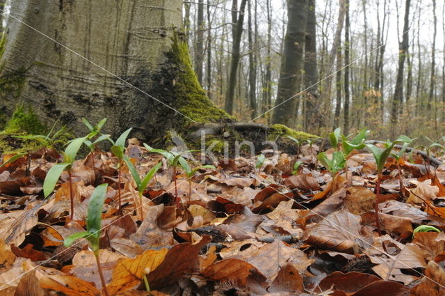 Beuk (Fagus spec.)