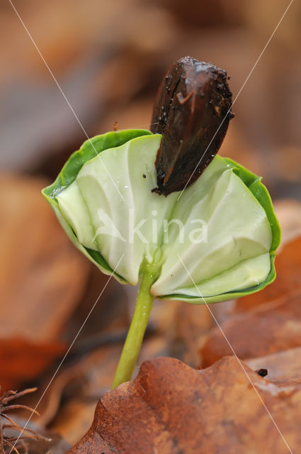 Beuk (Fagus spec.)