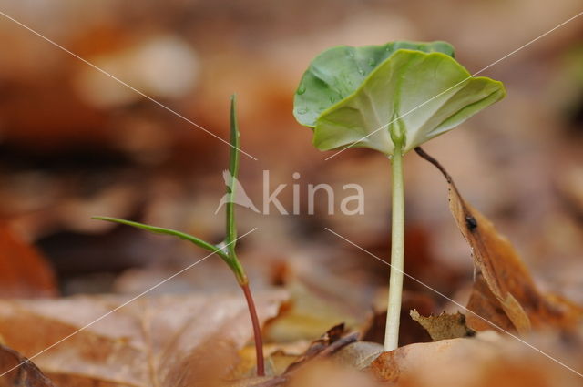 Beech (Fagus spec.)