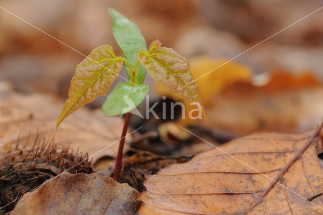 Beuk (Fagus spec.)