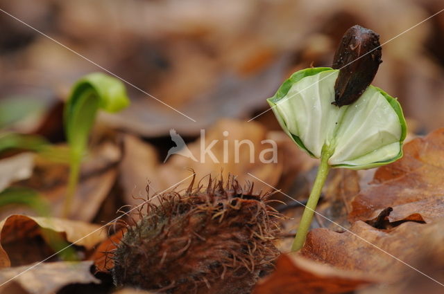 Beech (Fagus spec.)