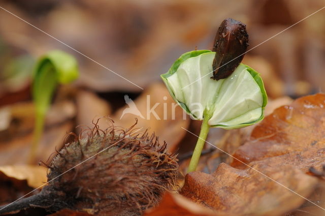 Beech (Fagus spec.)