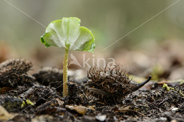 Beech (Fagus sylvatica)