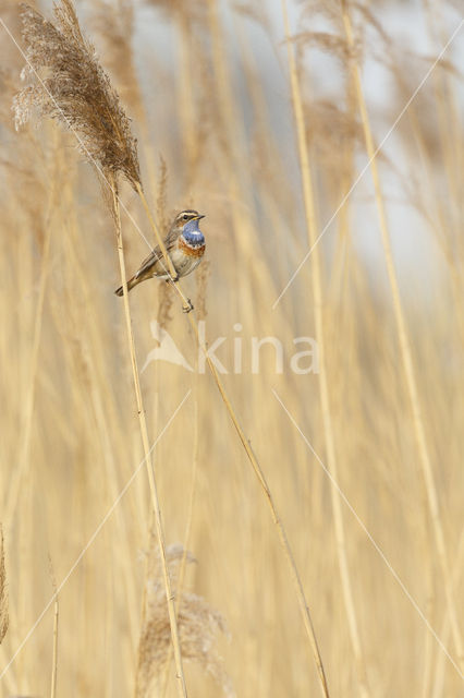 Blauwborst (Luscinia svecica)