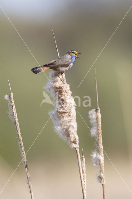 Blauwborst (Luscinia svecica)