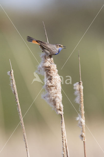 Blauwborst (Luscinia svecica)