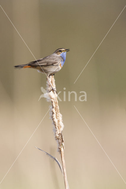 Blauwborst (Luscinia svecica)