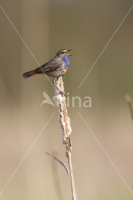 Blauwborst (Luscinia svecica)