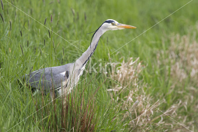 Blauwe Reiger (Ardea cinerea)