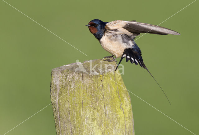 Boerenzwaluw (Hirundo rustica)