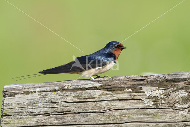 Boerenzwaluw (Hirundo rustica)