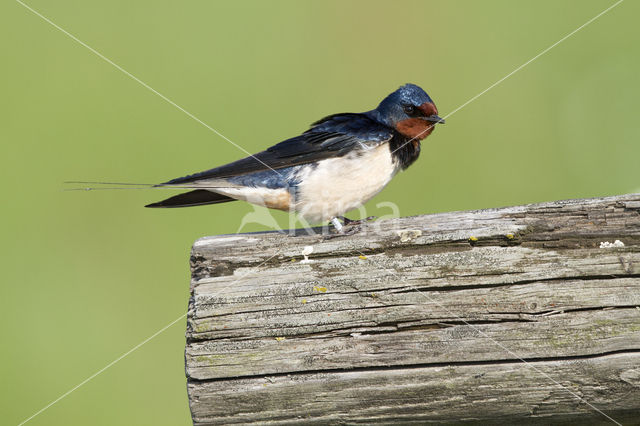 Boerenzwaluw (Hirundo rustica)