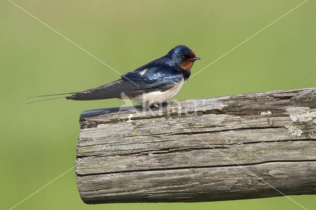 Boerenzwaluw (Hirundo rustica)