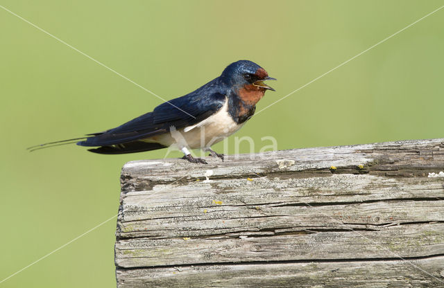 Boerenzwaluw (Hirundo rustica)