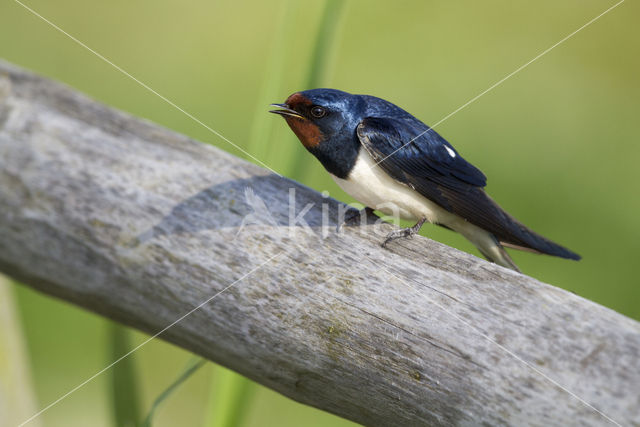 Boerenzwaluw (Hirundo rustica)