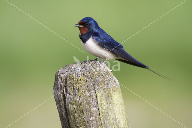 Boerenzwaluw (Hirundo rustica)