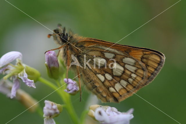 Bont dikkopje (Carterocephalus palaemon)