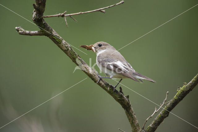 Bonte Vliegenvanger (Ficedula hypoleuca)